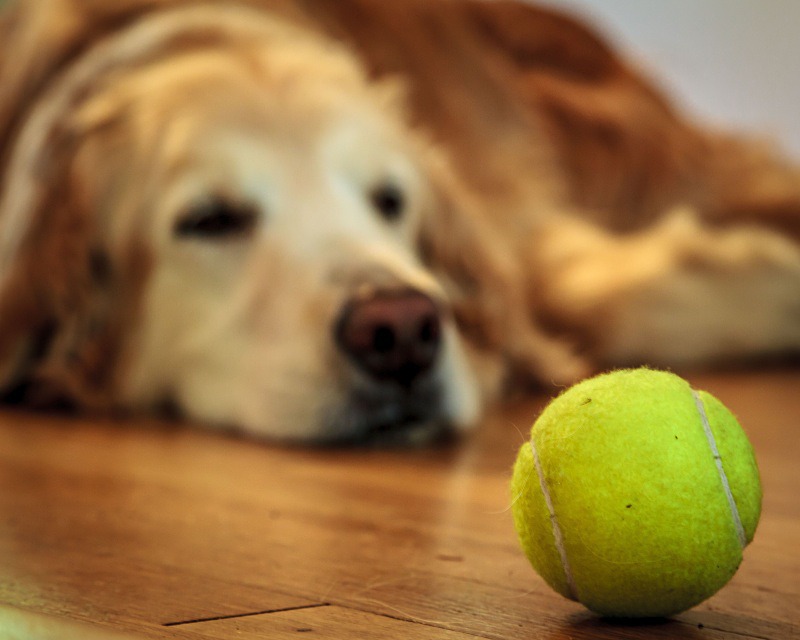 Tuckered Out - Portraits