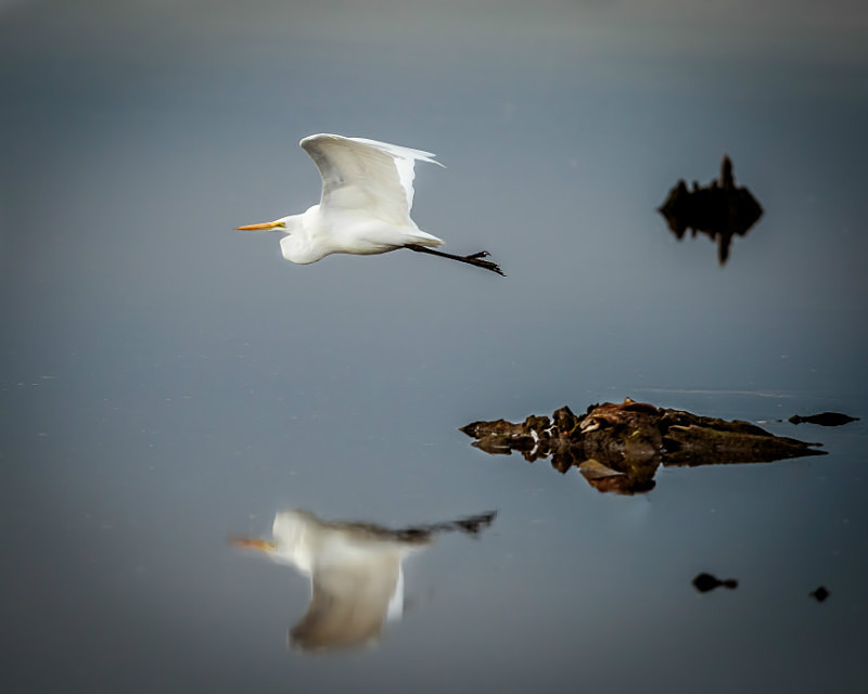 Egret Reflection - Wildlife