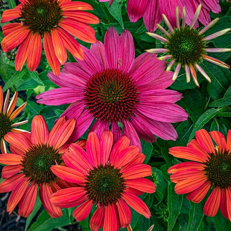 Cone Flowers - Flora
