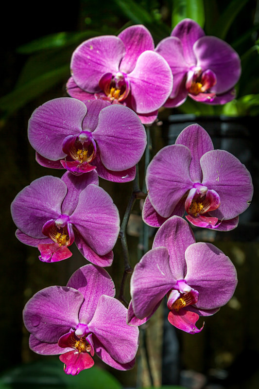 Purple Orchids - Flora