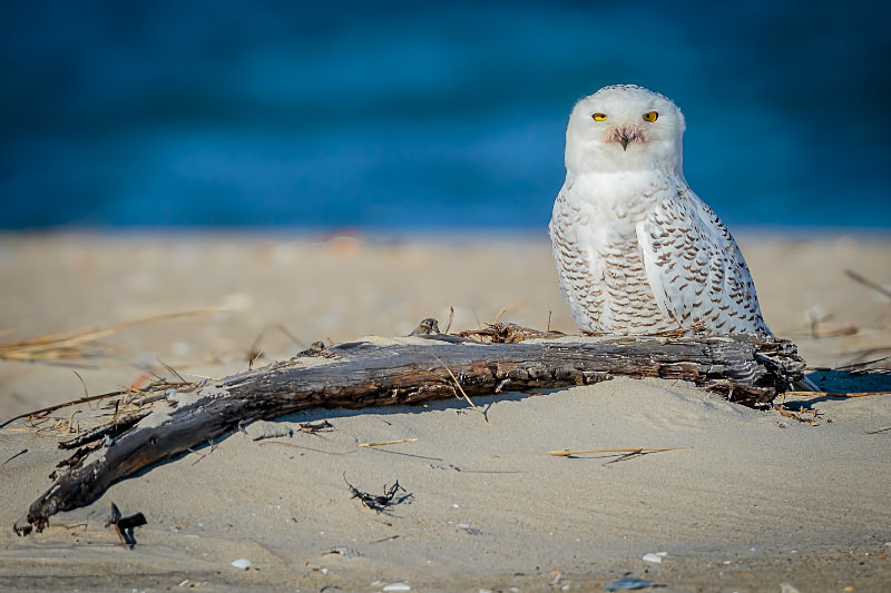Snowy Day - Wildlife