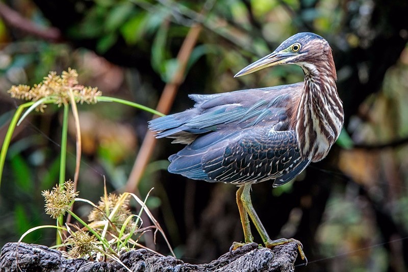 Curious Green Heron - Wildlife