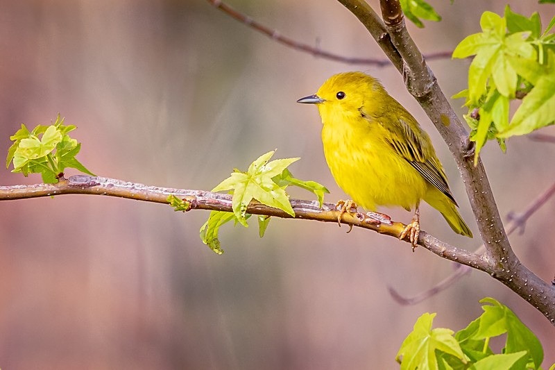 Yellow Warbler - Wildlife