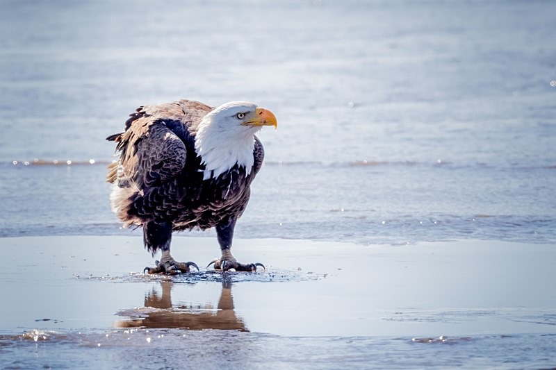 On Thin Ice - Wildlife