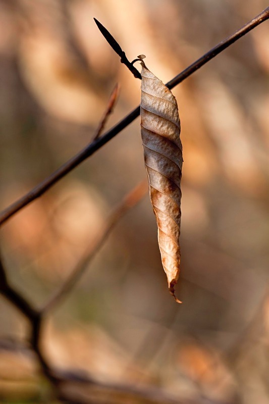 Hanging On 3  12 x 18 - Flora