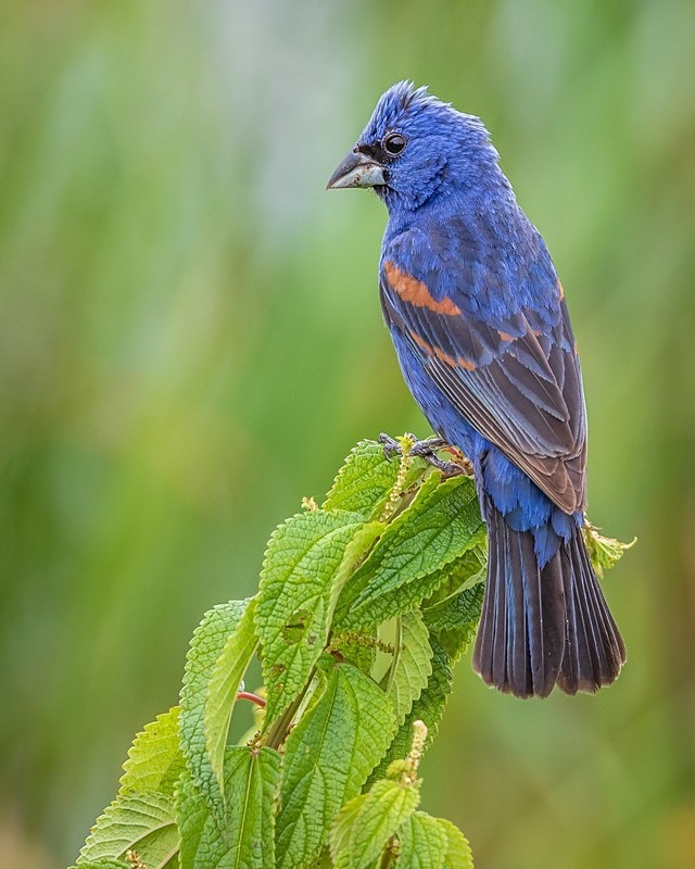 Blue on Green - Wildlife