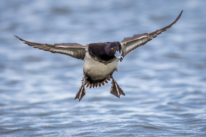 Final Approach - Wildlife