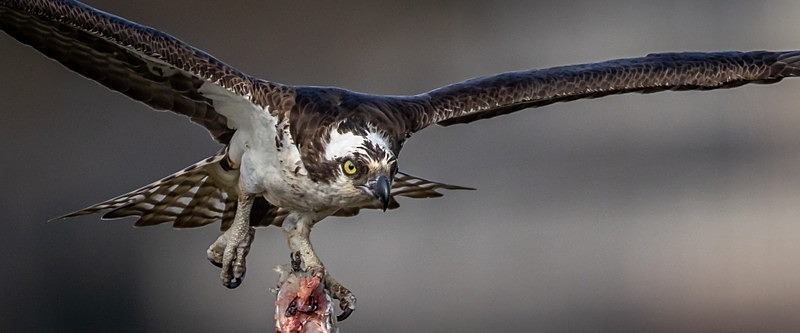 Its Mine - Wildlife
