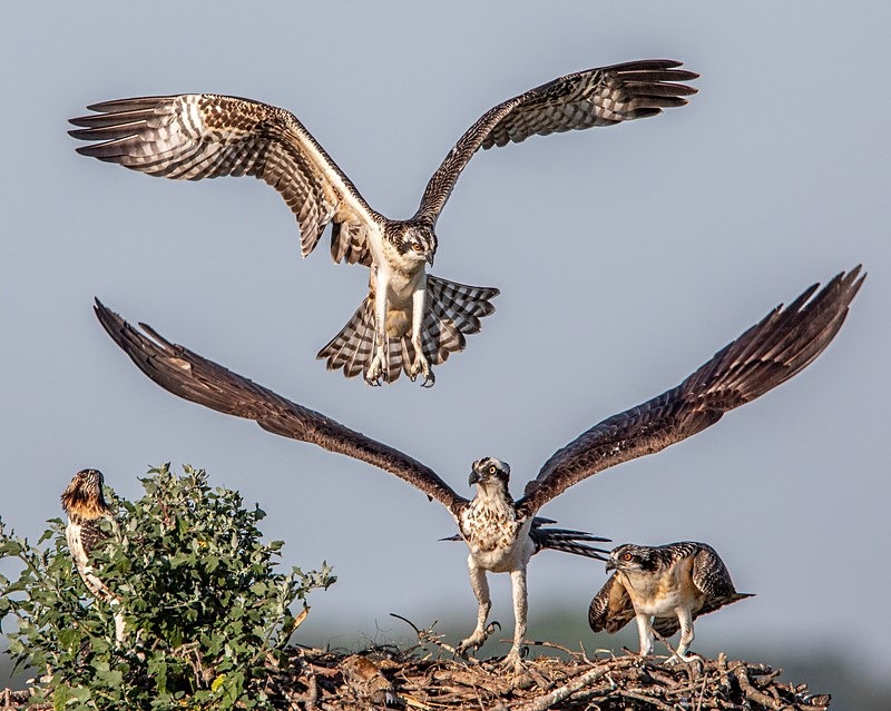 Look Out Below - Wildlife
