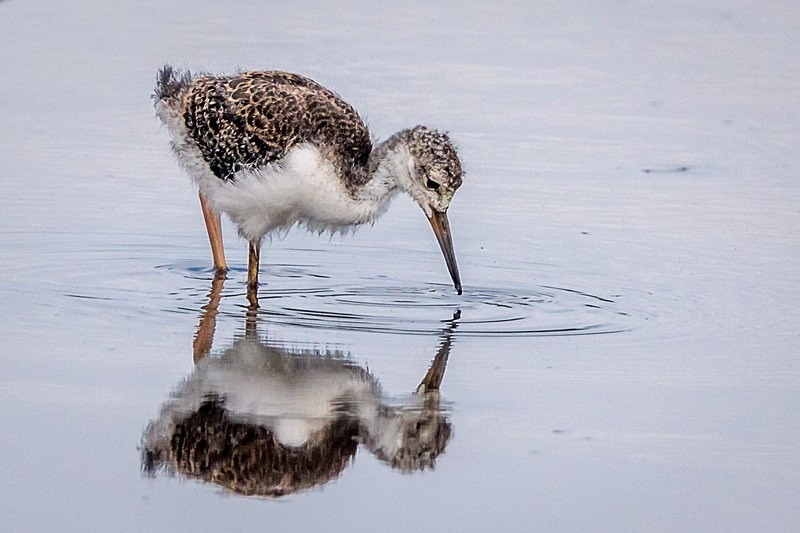 Mirror Mirror - Wildlife