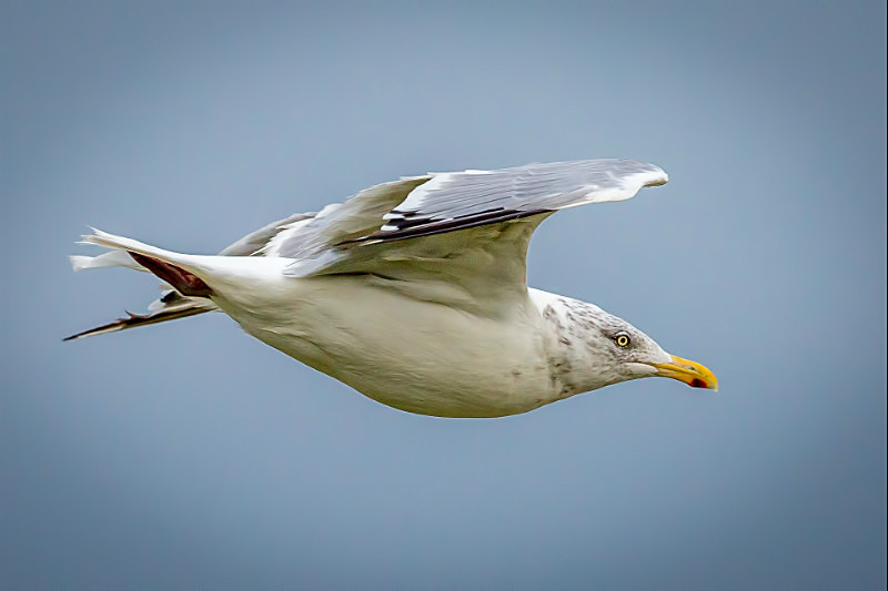 Seagull in Flight - Wildlife