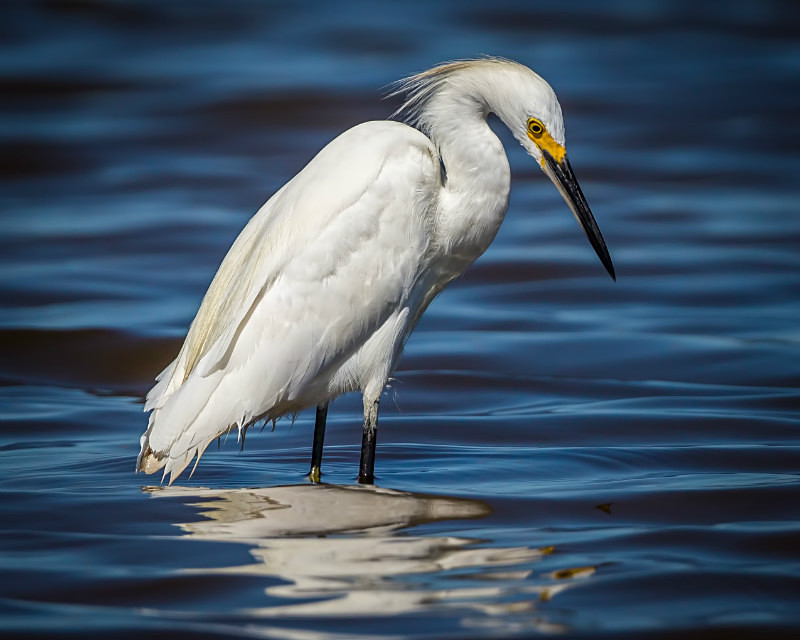 Egret Reflections - Wildlife