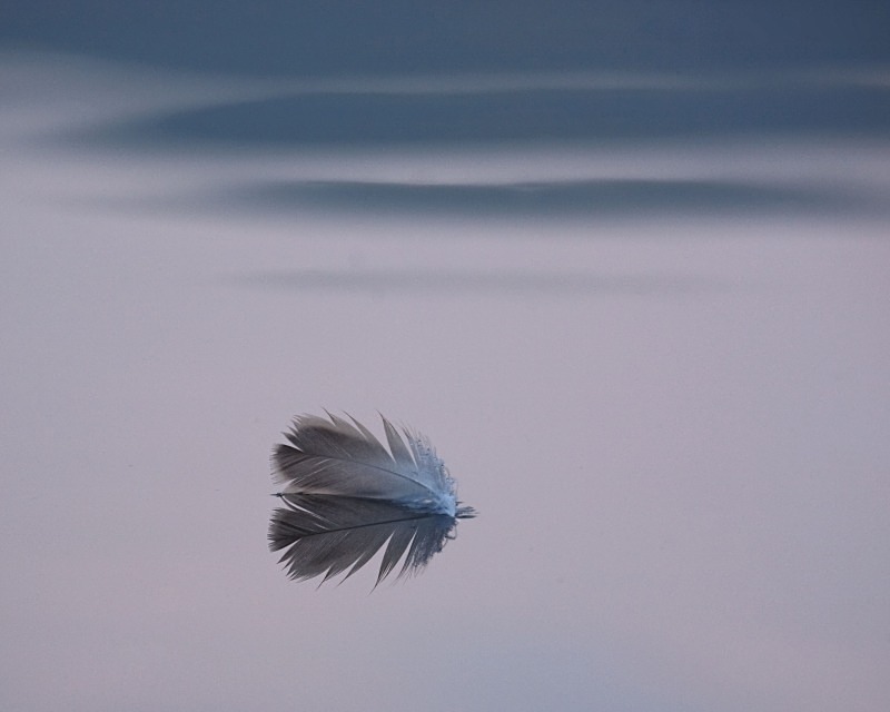 Feather 2 11 x 14 - Reflections