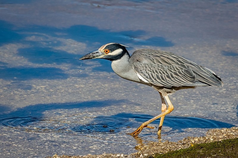 Yellow Crowned on the Prowl - Wildlife