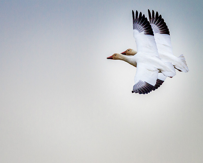 Synchronized Flight - Wildlife