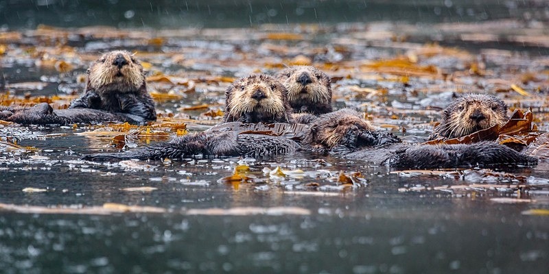 Say What - Alaska