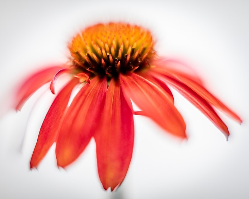 Simple Beauty - Flora