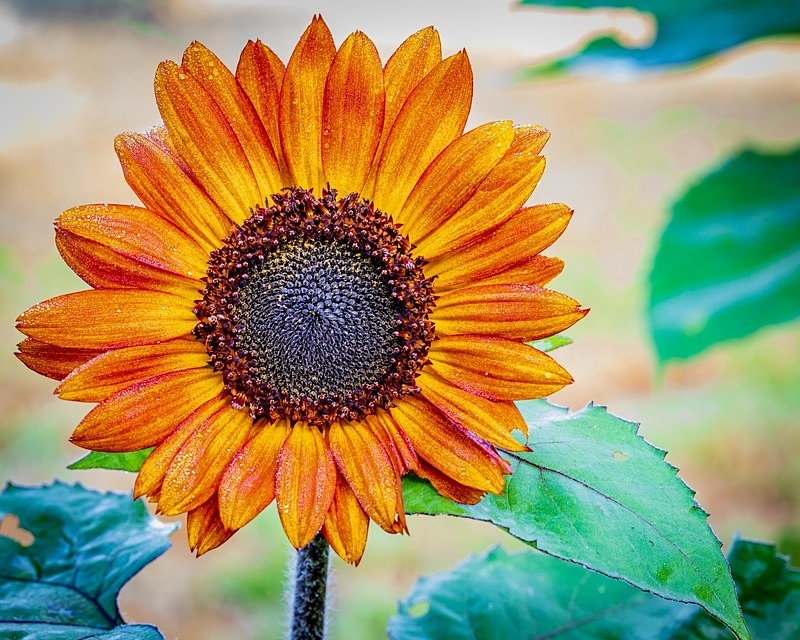 Sunflower - Flora