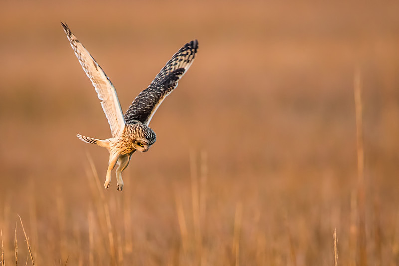 Short Ear Setting Its Sights - Wildlife