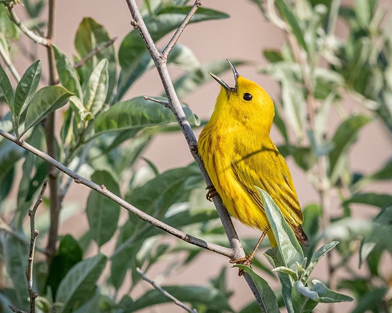 Sing for Joy - Wildlife