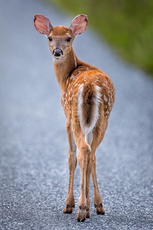 Hello There - Wildlife