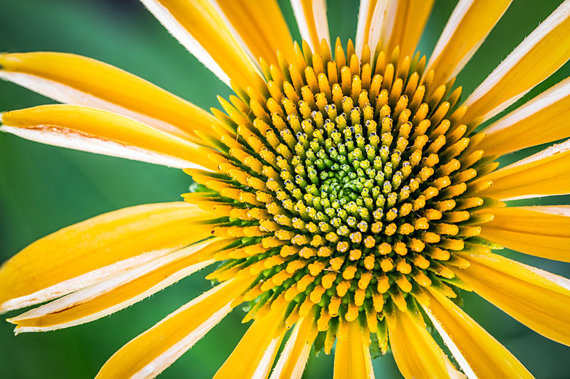 Cone Flower Starburst - Flora