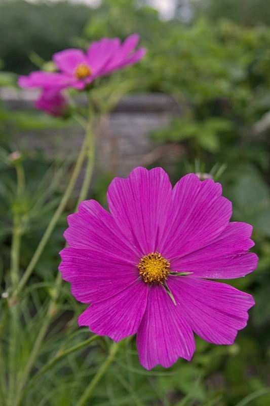 Cosmos 12 x 18 - Flora