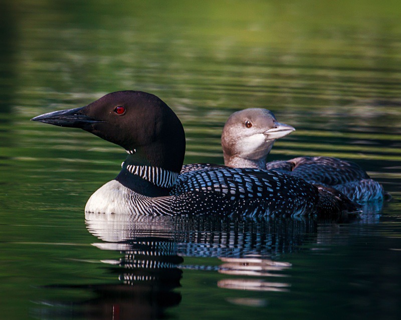 Loons on the Lake - Wildlife