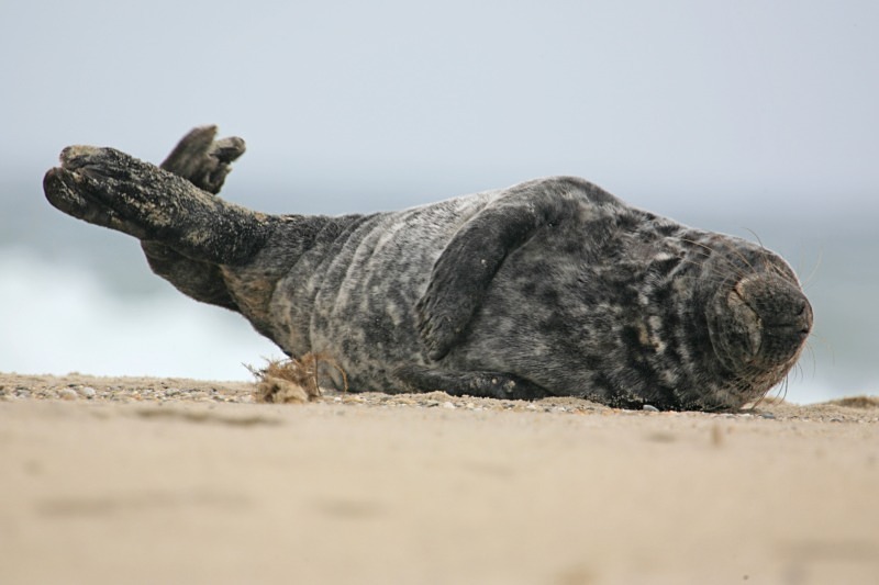Basking on the Beach 4 12 x 18 - Wildlife