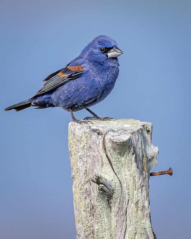 Blue on Blue - Wildlife