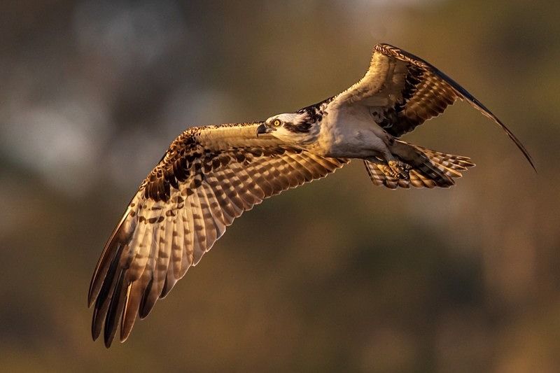 Dawn Flight - New Photos
