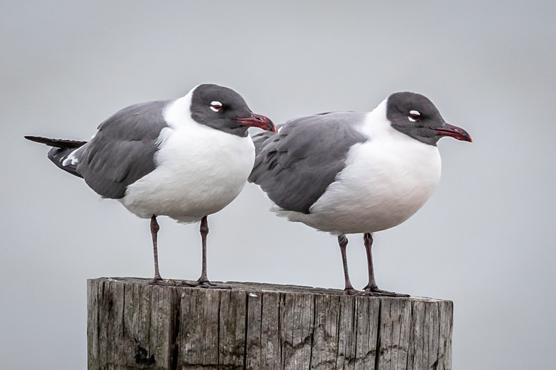 Several Shades of Gray - Wildlife