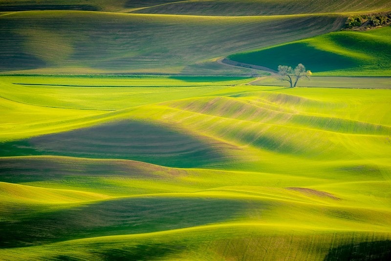 Palouse Too - New Photos