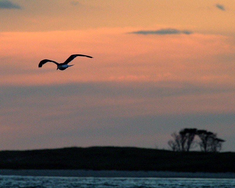 Solitary Flight 11 x 14 - Nantucket