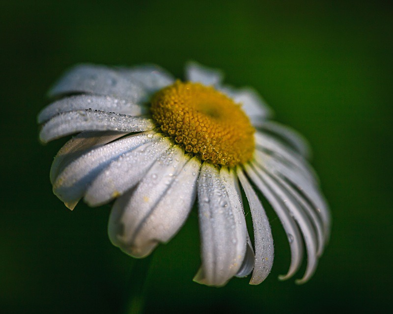 Daisy and Dew - Flora