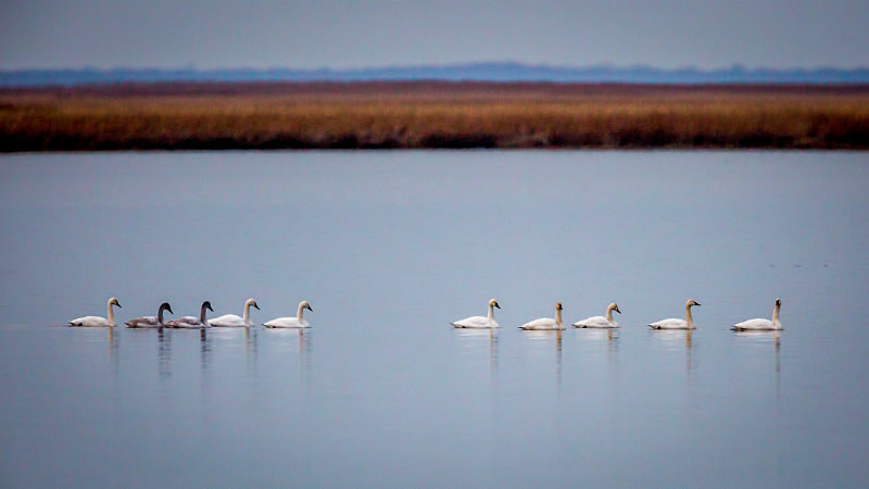 Line Up - Wildlife