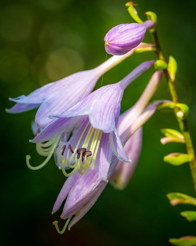 Delicate Blossoms - Flora