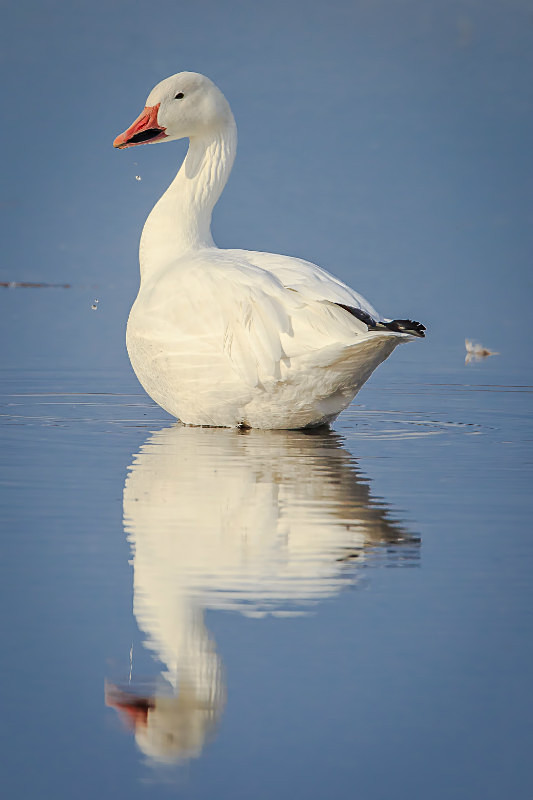 Snow Goose Reflection 2 - Wildlife