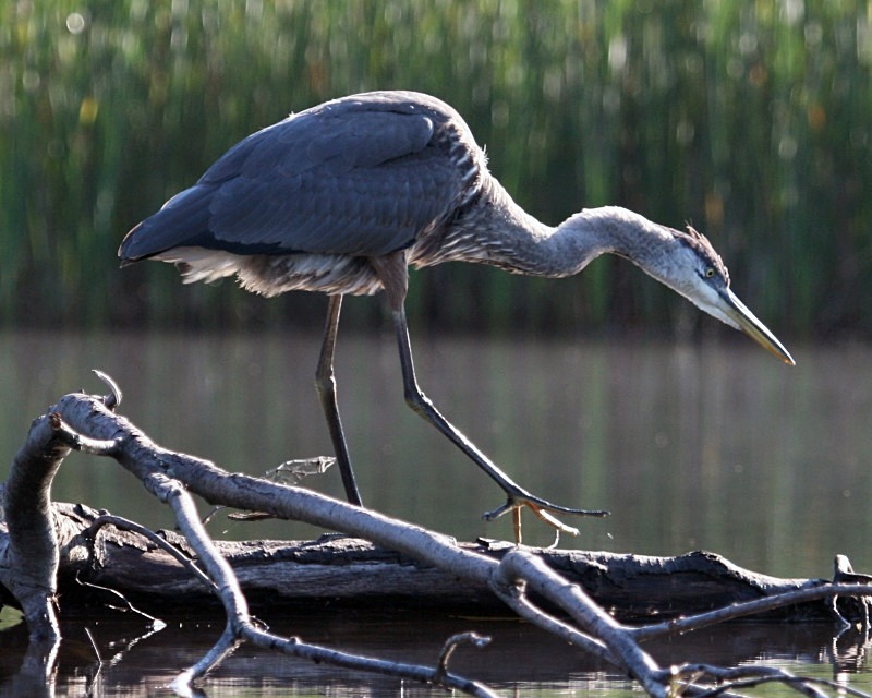 Heron Stalking 2 11 x 14