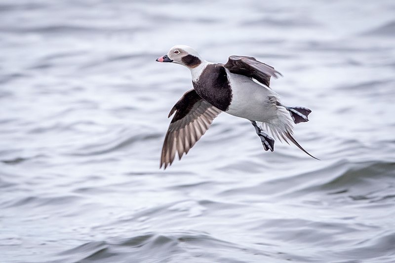 Final Approach - Wildlife