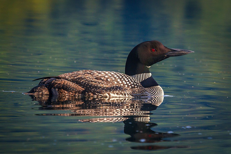 Loon on the Lake 4 - Wildlife