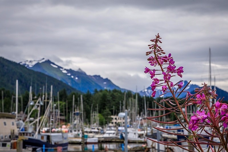 Firebush - Alaska