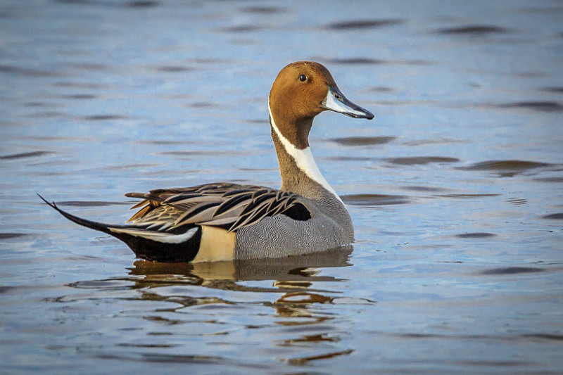 Perfect Pintail - Wildlife