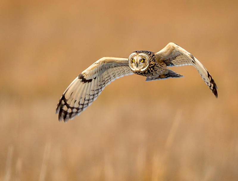 Short Ear in Flight - Wildlife