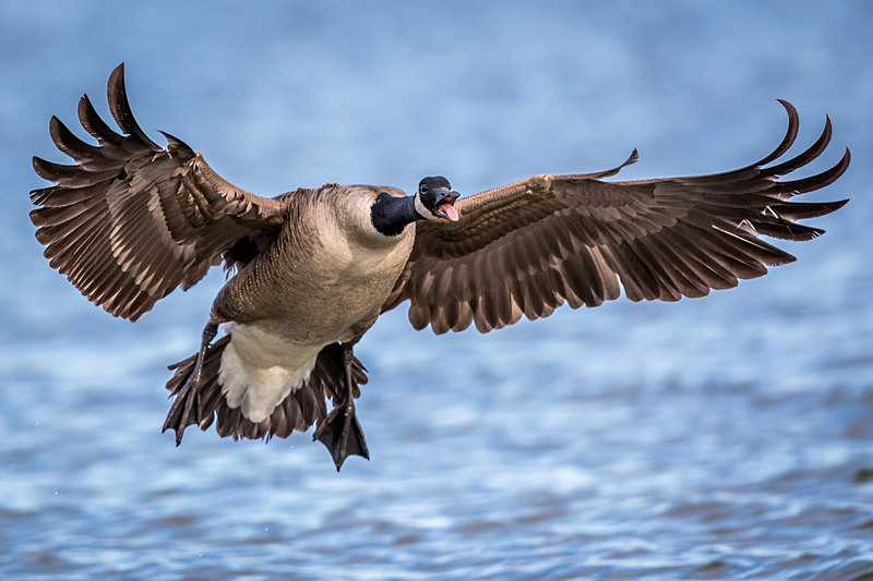 Landing With a Wing and a Flare - Wildlife