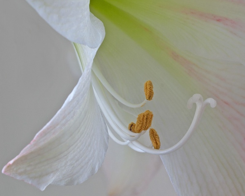 Beauty in Bloom 3   11 x 14 - Flora