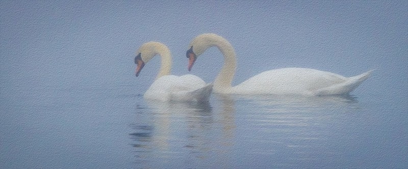 Swans In the Mist - New Photos