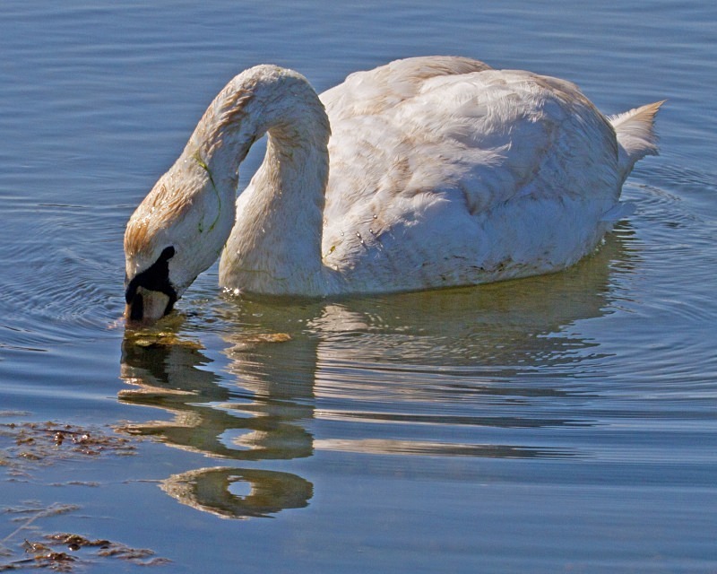 Swan Snack 11 x 14 - Wildlife