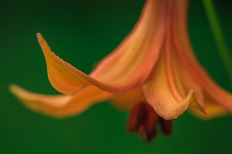 Lily - Flora