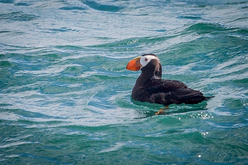 Puffin Along - Alaska
